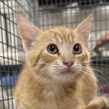 Pumpkin -  Domestic Short Hair Cat for Adoption in Las Cruces, New Mexico - Pumpkin | PetCurious