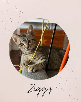 ZIGGY -  Domestic Medium Hair Cat for Adoption in Coquitlam, British Columbia - ZIGGY | PetCurious