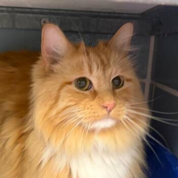 Garfield -  Domestic Medium Hair Cat for Adoption in Chicago, Illinois - Garfield | PetCurious