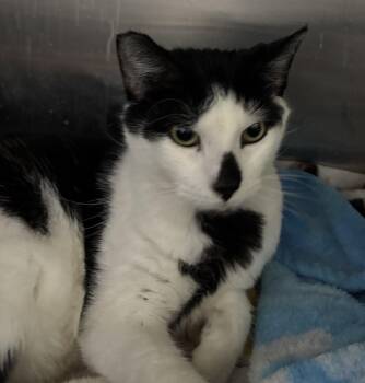 Domestic Short Hair Cats Available for Adoption in Raymond, Washington - Walter | PetCurious