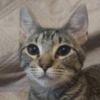 Mouse LH -  Domestic Short Hair Cat for Adoption in Austin, Texas - Mouse LH | PetCurious