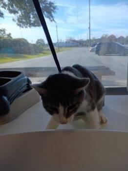 Rescue Domestic Short Hair Cats for Adoption in Moultrie, Georgia - April | PetCurious