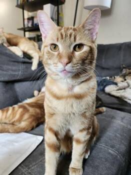 Domestic Short Hair Cats Available for Adoption - Hermes | PetCurious