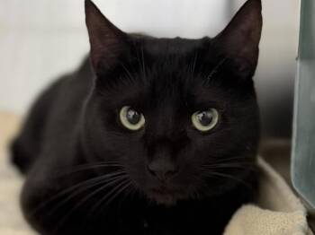 Kuromi -  Domestic Short Hair Cat for Adoption in Portland, Oregon - Kuromi | PetCurious