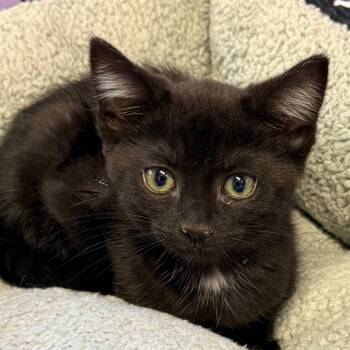 Goose -  Domestic Short Hair Cat for Adoption in Redwood Valley, California - Goose | PetCurious