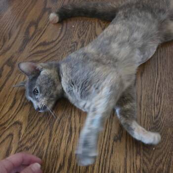 Mitski -  Domestic Short Hair Cat for Adoption in San Antonio, Texas - Mitski | PetCurious