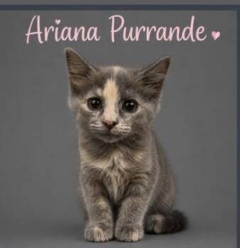 Ariana Purrande -  Domestic Short Hair Cat for Adoption in Blanchard, Oklahoma - Ariana Purrande | PetCurious