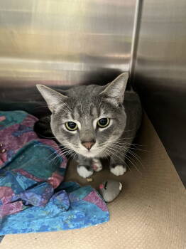 Rescue Domestic Short Hair Cats for Adoption in Trenton, New Jersey - Gray (TAS #2) | PetCurious