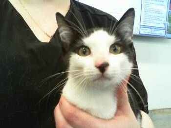 THYME -  Domestic Short Hair Cat for Adoption in Charlotte, North Carolina - THYME | PetCurious