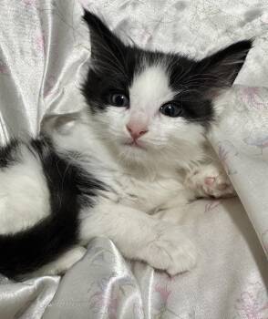 Jeckel -  Domestic Long Hair Cat for Adoption in Port Washington, Wisconsin - Jeckel | PetCurious