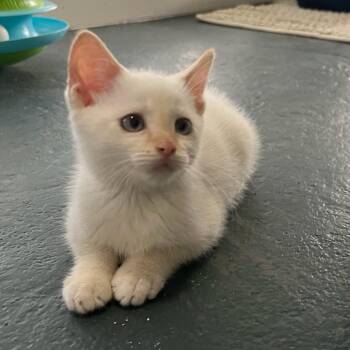 Butter Pecan -  Domestic Short Hair Cat for Adoption in Waynesville, North Carolina - Butter Pecan | PetCurious