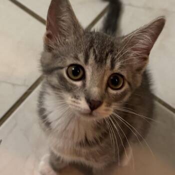 Domestic Short Hair Cats Available for Adoption in Pauls Valley, Oklahoma - Princess Peach | PetCurious