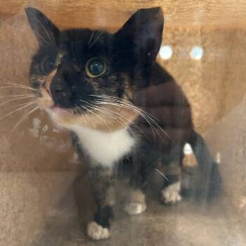 Rescue Domestic Short Hair Cats for Adoption in Carlyle, Illinois - ACON-Stray-11388 | PetCurious