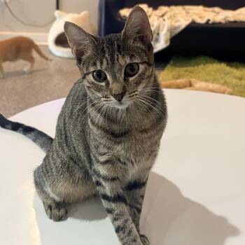 Vandy -  Domestic Short Hair Cat for Adoption in Nashville, Tennessee - Vandy | PetCurious