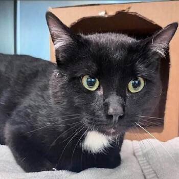Whispurr -  Domestic Short Hair Cat Available for Adoption in Millcreek, Utah - Whispurr | PetCurious
