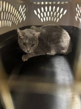 Rescue Domestic Short Hair Cats for Adoption - Khaleesi OF123 | PetCurious