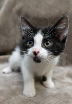 Domestic Short Hair Cats Available for Adoption in Encinitas, California - Itsy Bitsy | PetCurious