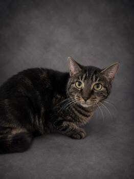 MARCO -  Domestic Short Hair Cat for Adoption in Winter Haven, Florida - MARCO | PetCurious