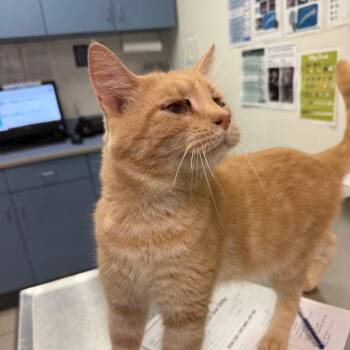 Off-License -  Domestic Medium Hair Cat for Adoption in Charleston, West Virginia - Off-License | PetCurious