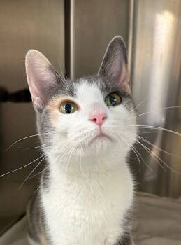 Rescue Domestic Short Hair Cats for Adoption in Newtown Square, Pennsylvania - Rosie | PetCurious