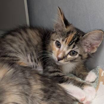 Jade -  Domestic Medium Hair Cat for Adoption in Buchanan Dam, Texas - Jade | PetCurious
