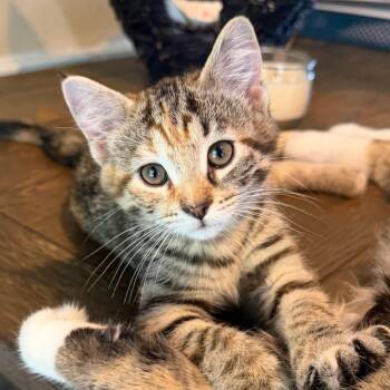 Domestic Medium Hair Cats Available for Adoption in Canton, Illinois - Cherry | PetCurious