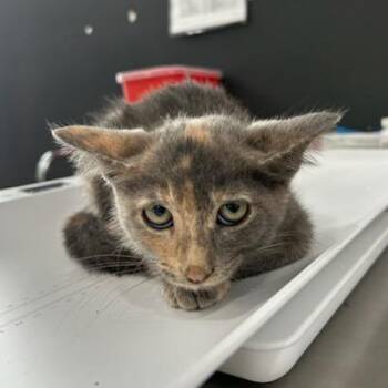 Jeh -  American Shorthair Cat for Adoption in Livingston, Texas - Jeh | PetCurious