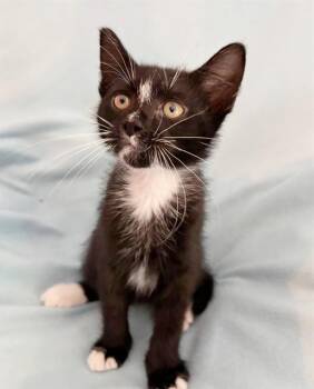 DARTH VADER -  Domestic Short Hair Cat for Adoption in Canfield, Ohio - DARTH VADER | PetCurious