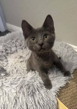 Geraldine CC) -  Russian Blue Cat for Adoption in Vallejo, California - Geraldine CC) | PetCurious