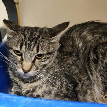 Domestic Medium Hair Cats Available for Adoption - Remi | PetCurious