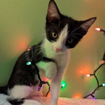 Ginger -  Domestic Short Hair Cat for Adoption in Granville, Ohio - Ginger | PetCurious