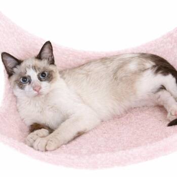 Siamese Cats Available for Adoption - Serena’s Choc Pt Cutie  | PetCurious