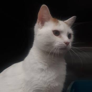 Domestic Short Hair Cats Available for Adoption in Spokane, Washington - Wesker | PetCurious