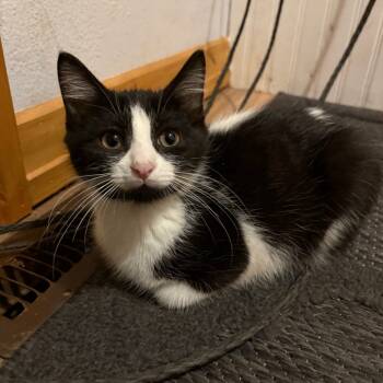 Rescue Domestic Short Hair Cats for Adoption in Grand Rapids, Minnesota - Ocean | PetCurious