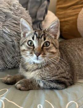 Rescue Domestic Short Hair Cats for Adoption in Winchester, Virginia - Beep Bop | PetCurious