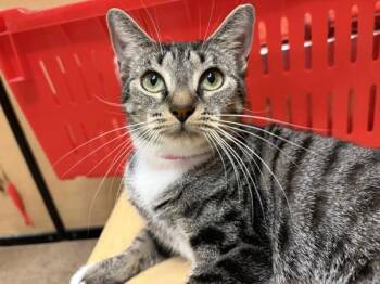 ANGEL. 7173 -  Tabby Cat for Adoption in Waldorf, Maryland - ANGEL. 7173 | PetCurious
