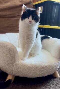 Stella (26-020 C) -  Domestic Long Hair Cat for Adoption in Lansing, Michigan - Stella (26-020 C) | PetCurious