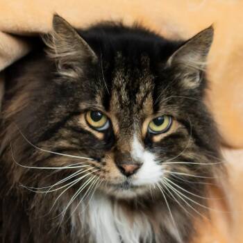 Maine Coon Cats Available for Adoption in Middletown, Rhode Island - Pepe | PetCurious