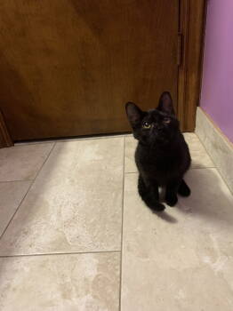 Rescue Domestic Short Hair Cats for Adoption in Northfield, Ohio - BO | PetCurious