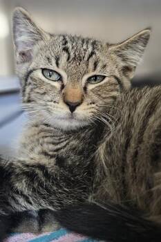 WINTERGREEN* -  Domestic Short Hair Cat for Adoption in Santa Cruz, California - WINTERGREEN* | PetCurious