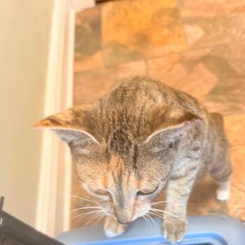 Jasmine -  Domestic Short Hair Cat for Adoption in Santa Rosa Beach, Florida - Jasmine | PetCurious