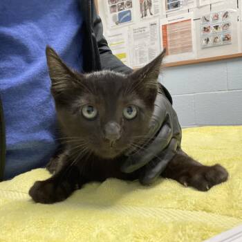Sammy -  Domestic Short Hair Cat for Adoption in Riverside, California - Sammy | PetCurious