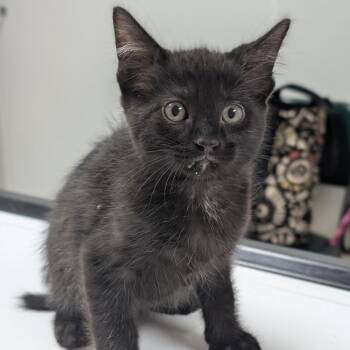 Nathan -  Domestic Short Hair Cat for Adoption in Canton, Illinois - Nathan | PetCurious