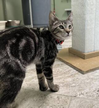 Rescue Domestic Short Hair Cats for Adoption in Hot Springs, Arkansas - Carton | PetCurious