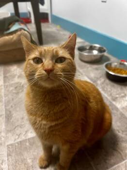 Tabby Cats Available for Adoption - Coraline | PetCurious