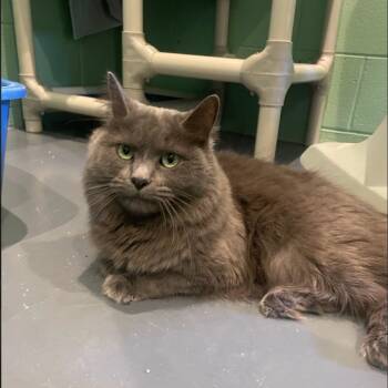 Rescue Domestic Medium Hair Cats for Adoption in South Bend, Indiana - Miss Fluffy Pants | PetCurious