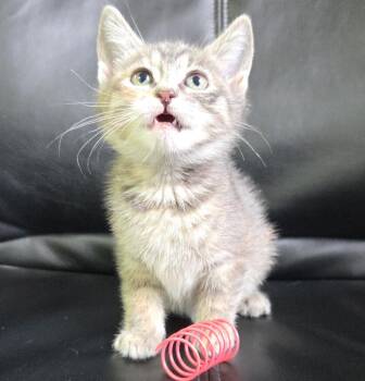 Domestic Short Hair Cats Available for Adoption - Abigail | PetCurious