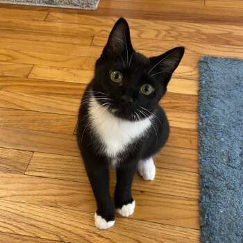 Rescue Domestic Short Hair Cats for Adoption in Evanston, Illinois - Elizabeth Swann | PetCurious