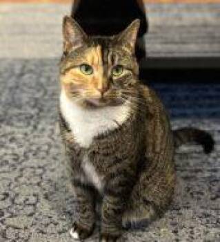 Harvey FKA Duchess -  Domestic Short Hair Cat for Adoption in West Chester, Pennsylvania - Harvey FKA Duchess | PetCurious