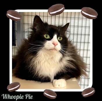 Rescue Domestic Medium Hair Cats for Adoption in Providence, Rhode Island - Whoopie (Pie) | PetCurious